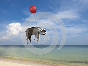 Funny Dog, Bulldog, Flying, Balloon