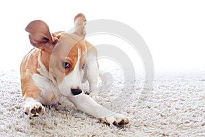 Funny dog on carpet