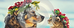 Funny dog and cat with Christmas wreath sitting together outdoors on the snow