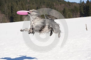 Funny dog catch flying disc in the air