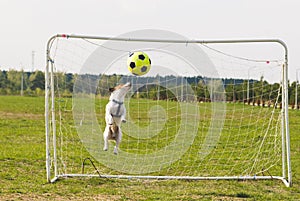 Funny dog catching a ball saving goal