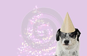 FUNNY DOG CELEBRATING CHRISTMAS OR NEW YEAR WITH A GOLDEN HAT PA