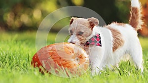 Funny dog chewing, eating a pumpkin in autumn, halloween, fall or happy thanksgiving concept