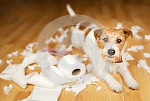 Funny dog after chewing a toilet paper, dog mischief or puppy training