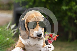 Funny dog with a cocktail listens to music on headphones