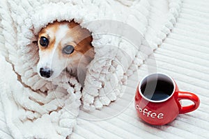 Funny dog is covered with a bedcover and a cup of red coffee is next to it. Concept autumn