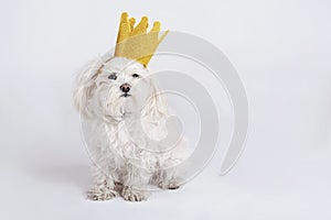 Funny dog with crown