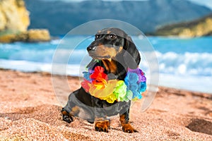 Funny dog dachshund, black and tan, sit sand at the beach sea on summer vacation holidays, wearing flower hawaiian chain