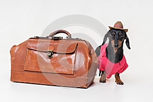 Funny dog Dachshund breed, black and tan, dressed up as a tourist with vintage bag and a hat, on gray background