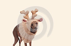 Funny dog in the deer hat