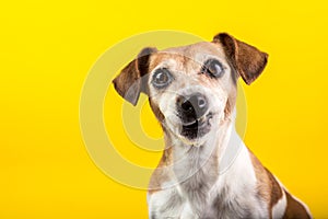 Funny dog disgust, denial, disagreement face. Don`t like that. grins teeth pet. Yellow background