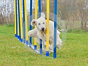 Funny dog doing slalom in agility