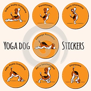 Funny dog doing yoga position of Surya Namaskara