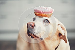 Funny dog with donut