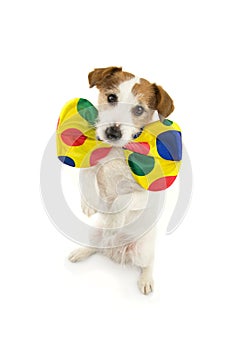 FUNNY DOG DRESSED AS A CLOWN FOR CARNIVAL OR HALLOWEEN STANDING ON TWO HIND LEGS. ISOLATED SHOT ON WHITE BACKGROUND