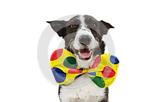 Funny dog dressed as a clown for carnival, halloween party. Isolated on white background