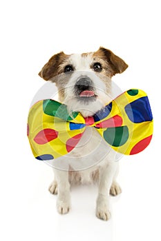 FUNNY DOG DRESSED AS A CLOWN. JACK RUSSELL WEARING A COLORFUL BOWTIE. ISOLATED AGAINST WHITE BACKGROUND FOR CARNIVAL OR HALLOWEEN