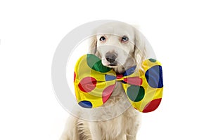 FUNNY DOG DRESSED AS A CLOWN. JMIXED-BREED WEARING A COLORFUL BOWTIE. ISOLATED AGAINST WHITE BACKGROUND FOR CARNIVAL OR HALLOWEEN