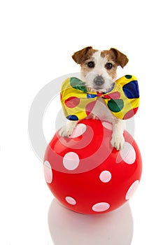 FUNNY DOG DRESSED AS A CLOWN WITH A RED BALL MAKING A TRICK. JACK RUSSELL COSTUME FOR CARNIVAL OR HALLOWEEN. ISOLATED ON WHITE