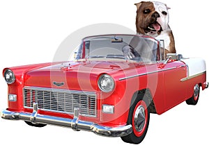 Funny Dog Driving Car, Isolated