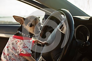 funny dog driving a car, trips with animals, summer holidays