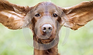 Funny dog ears - web banner idea