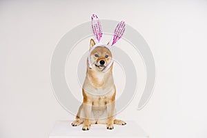 Funny dog with easter bunny ears. Cute shiba poses for studio shot, wearing