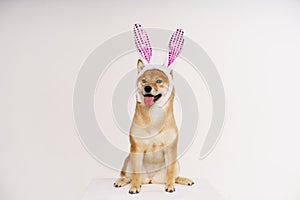 Funny dog with easter bunny ears. Cute shiba poses for studio shot, wearing