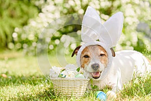 Funny dog with Easter bunny ears, dyed Easter eggs in grass and white flowers in basket