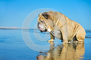 Funny dog english bulldog sitting in the water looking on his mi