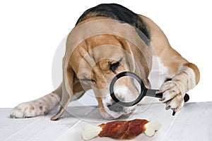 Funny dog examines a bone through a magnifying glass