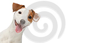 Funny dog face isolated. Jack Russell Terrier portrait on white background