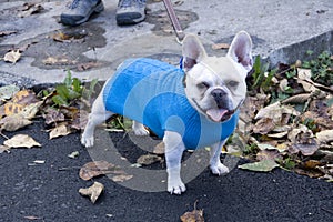 Funny dog with in fashion sweater