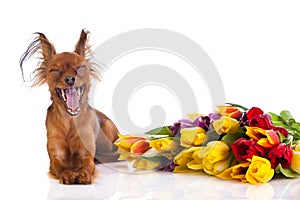 Funny dog and fowers isolated on white background postcard photo