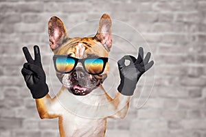 Funny dog french bulldog shows with his paws and hands a gesture of peace and a sign approx. Animal on brick wall background