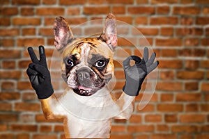 Funny dog french bulldog shows with his paws and hands a gesture of peace and a sign approx. Animal on brick wall background