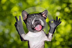 Funny dog french bulldog shows with his paws and hands a gesture of peace and a sign approx. Animal on green bokeh background