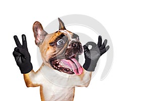 Funny dog french bulldog shows with his paws and hands a gesture of peace and a sign approx. Animal is isolated on a white