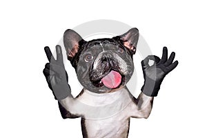 Funny dog french bulldog shows with his paws and hands a gesture of peace and a sign approx. Animal is isolated on a white