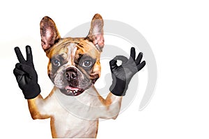 Funny dog french bulldog shows with his paws and hands a gesture of peace and a sign approx. Animal is isolated on a white