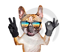 Funny dog french bulldog shows with his paws and hands a gesture of peace and a sign approx. Animal is isolated on a white