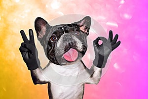 Funny dog french bulldog shows with his paws and hands a gesture of peace and a sign approx. Animal on a pink orange bright