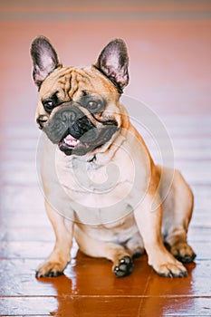 Funny Dog French Bulldog sitting on old wooden floor indoor.