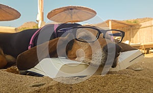 Funny dog getting tired and sleeping after reading a book wearing sunglasses at the beach.