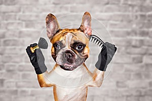 Funny dog ginger french bulldog barber groomer hold brush and comb. Man on white brick wall background