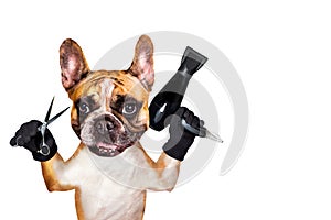Funny dog ginger french bulldog barber groomer hold hair dryer and scissors. Man isolated on white background