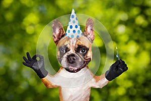 Funny dog ginger french bulldog in a festive cap on holiday show a sign approx. Animal on green bokeh background