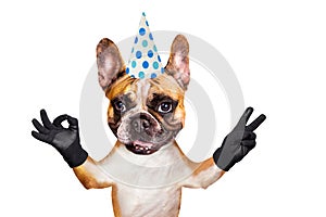 Funny dog ginger french bulldog in a festive cap on holiday show a sign approx. Animal isolated on white background
