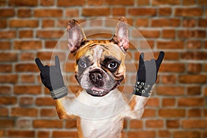 Funny dog ginger french bulldog formed in a goat sign show a sign approx. Animal on brick wall background