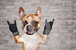 Funny dog ginger french bulldog formed in a goat sign show a sign approx. Animal on brick wall background